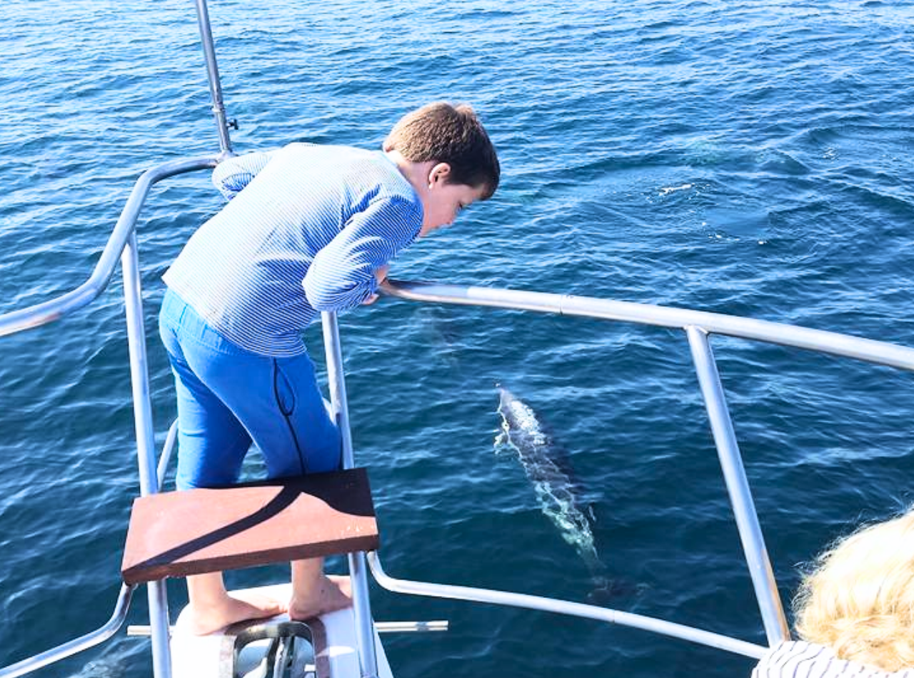 Dolphine spotting on Chamuel Charters Dolphin Spotting